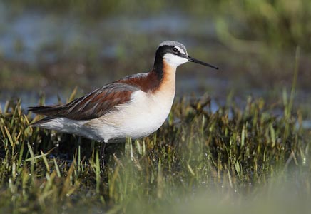Wilson's Phalarope (Phalaropus tricolor) photo