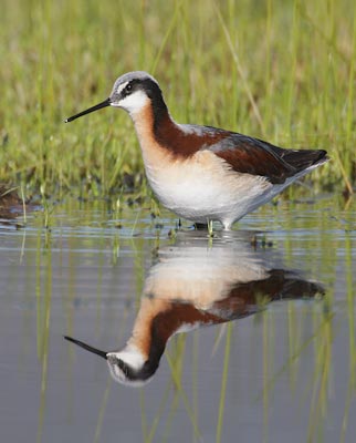Wilson's Phalarope (Phalaropus tricolor) photo