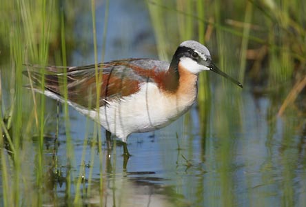 Wilson's Phalarope (Phalaropus tricolor) photo