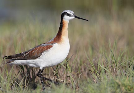Wilson's Phalarope (Phalaropus tricolor) photo
