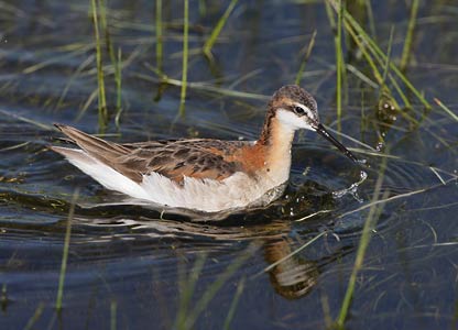Wilson's Phalarope (Phalaropus tricolor) photo