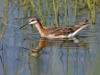 Wilson's Phalarope (Phalaropus tricolor) photo