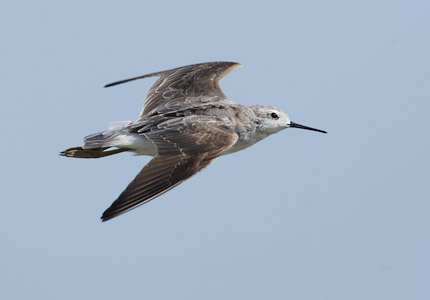 Wilson's Phalarope (Phalaropus tricolor) photo