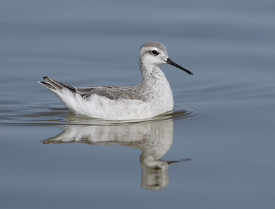 Wilson's Phalarope (Phalaropus tricolor) photo