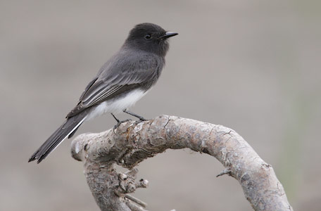 Black Phoebe (Sayornis nigricans) photo