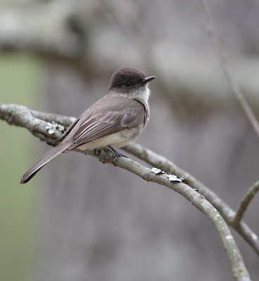 Eastern Phoebe (Sayornis phoebe) photo