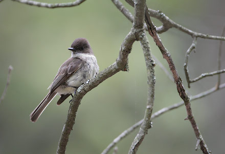 Eastern Phoebe (Sayornis phoebe) photo
