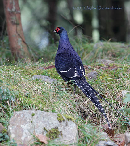 Mikado Pheasant (Syrmaticus mikado) photo