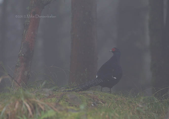 Mikado Pheasant (Syrmaticus mikado) photo
