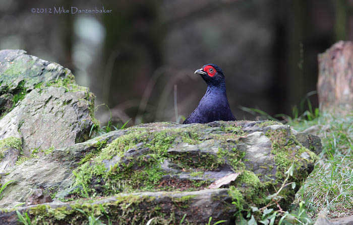 Mikado Pheasant (Syrmaticus mikado) photo