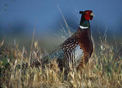 Common Pheasant (Phasianus colchicus) photo image