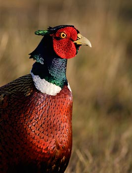 Ring-necked Pheasant (Phasianus colchicus) photo