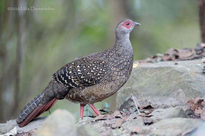 Swinhoe's Pheasant (Lophura swinhoii) photo