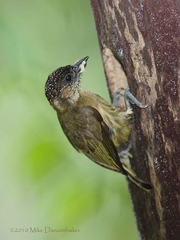 Olivaceous Piculet (Picumnus olivaceus) photo