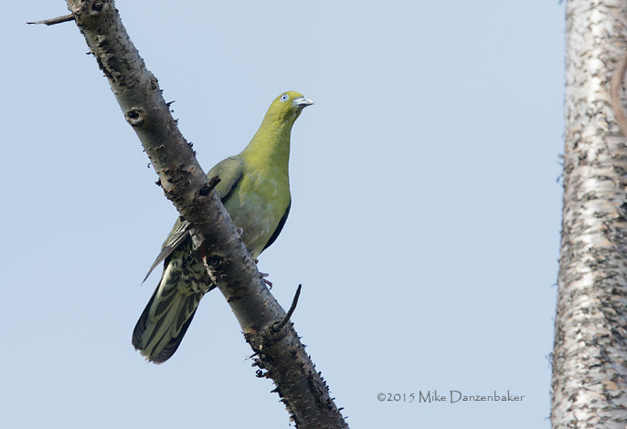 White-bellied Green Pigeon (Treron sieboldii) photo