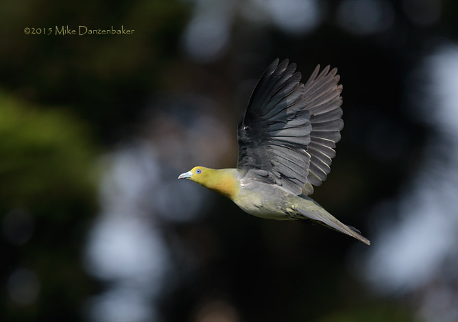 White-bellied Green Pigeon (Treron sieboldii) photo