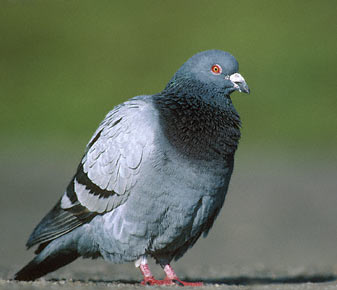 Common Pigeon (Columba livia) photo image