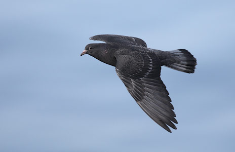 Rock Pigeon (Columba livia) photo