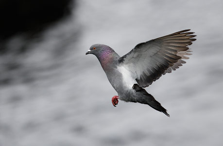 Rock Pigeon (Columba livia) photo