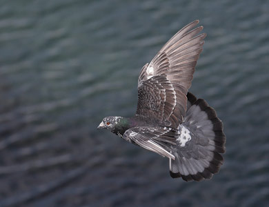 Rock Pigeon (Columba livia) photo