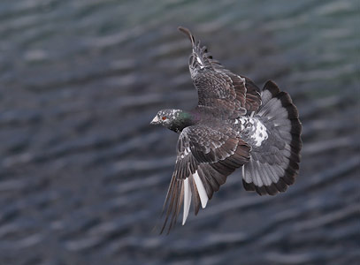 Rock Pigeon (Columba livia) photo