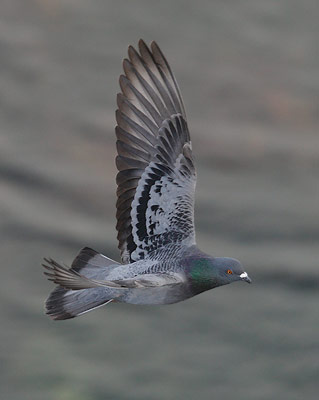 Rock Pigeon (Columba livia) photo