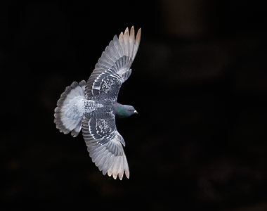 Rock Pigeon (Columba livia) photo