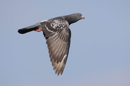Rock Pigeon (Columba livia) photo