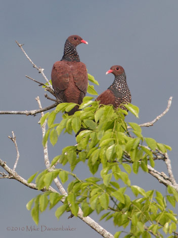 Scaled Pigeon (Columba speciosa) photo