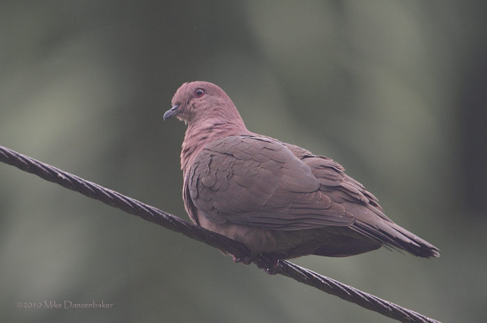 Short-billed Pigeon (Columba nigrirostris) photo