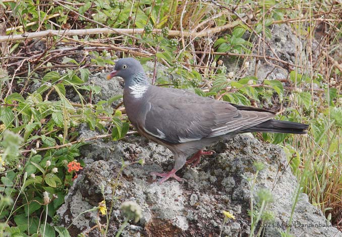Common Wood Pigeon (Columba palumbus) photo