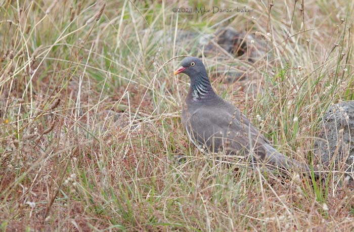 Common Wood Pigeon (Columba palumbus) photo