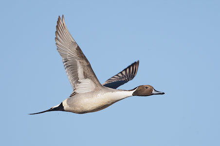 Northern Pintail (Anas acuta) photo
