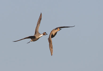 Northern Pintail (Anas acuta) photo