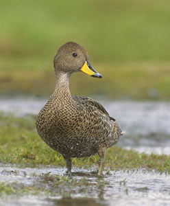 Yellow-billed Pintail (Anas georgica) photo image
