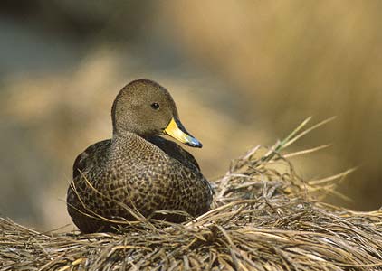 Yellow-billed Pintail (Anas georgica) photo image