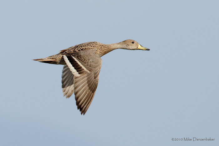 Yellow-billed Pintail (Anas georgica spinicauda) photo