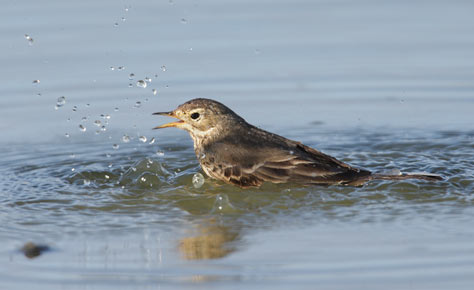 Buff-bellied (American) Pipit (Anthus rubescens) photo