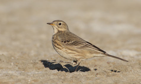 Buff-bellied (American) Pipit (Anthus rubescens) photo