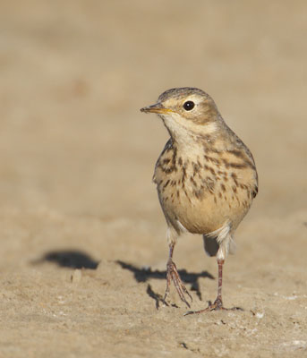 Buff-bellied (American) Pipit (Anthus rubescens) photo