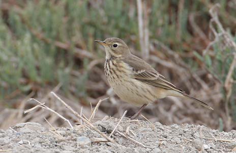 Buff-bellied (American) Pipit (Anthus rubescens) photo