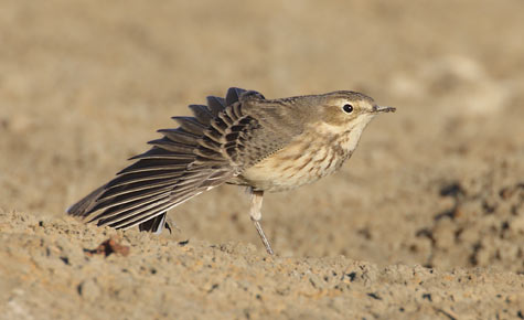 Buff-bellied (American) Pipit (Anthus rubescens) photo