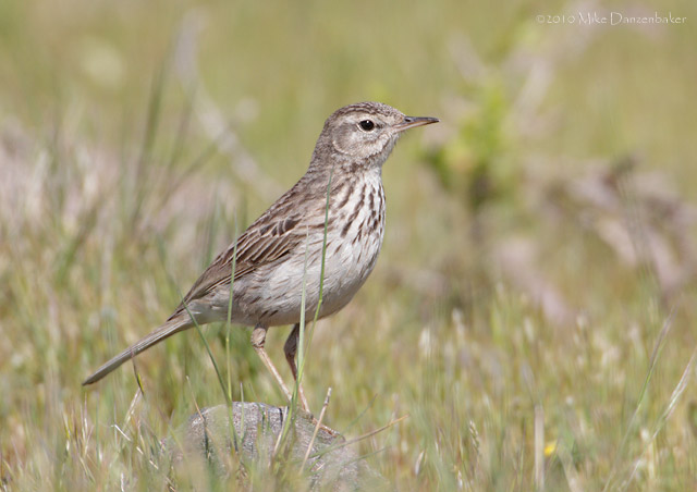 Berthelot's Pipit (Anthus berthelotii) photo