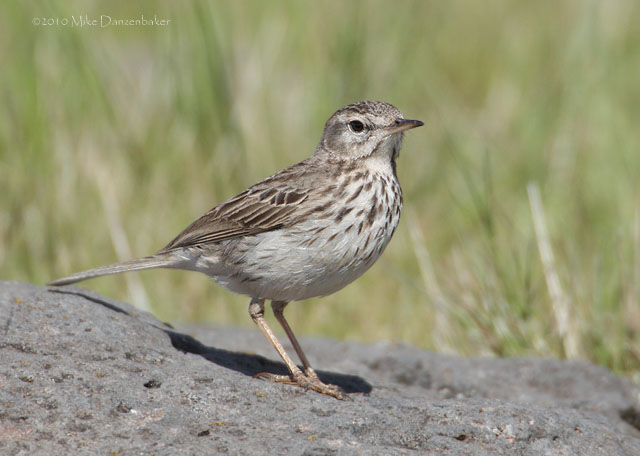 Berthelot's Pipit (Anthus berthelotii) photo
