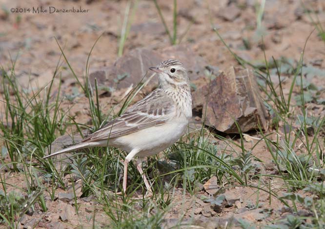 Blyth's Pipit (Anthus godlewskii) photo