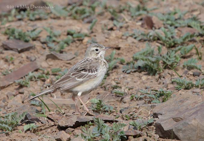 Blyth's Pipit (Anthus godlewskii) photo