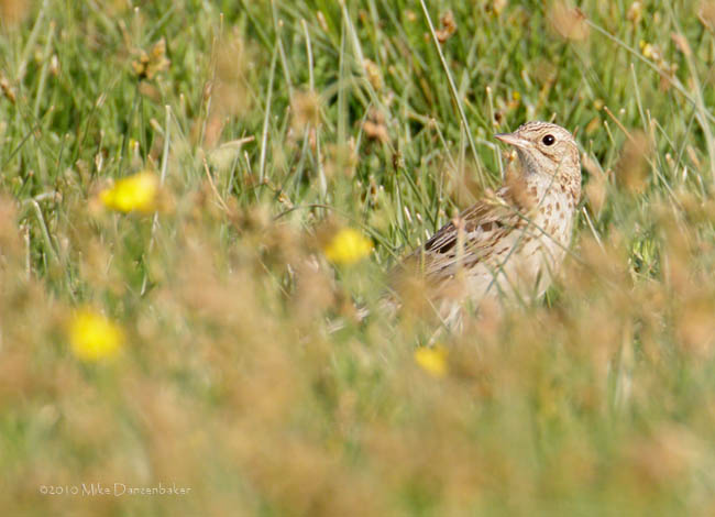 Correndera Pipit (Anthus correndera) photo