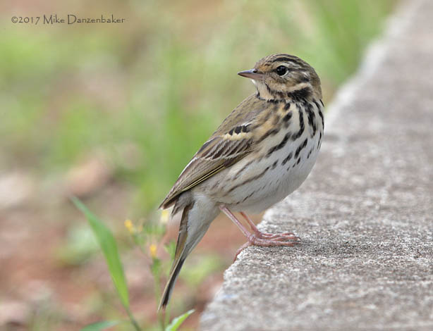 Olive-backed Pipit (Anthus hodgsoni) photo