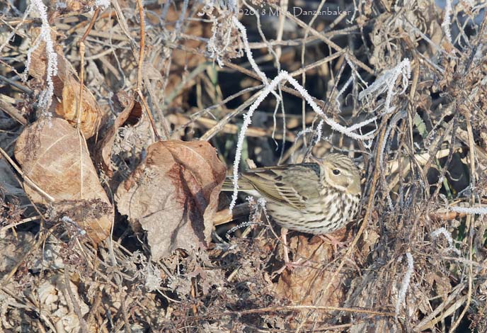 Olive-backed Pipit (Anthus hodgsoni) photo
