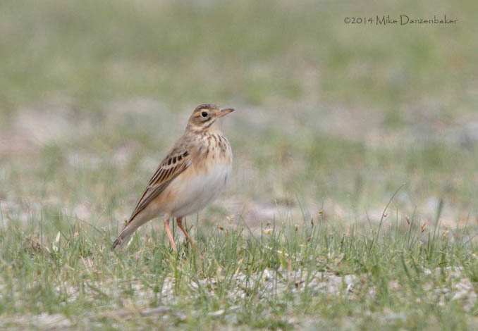 Richard's Pipit (Anthus richardi) photo